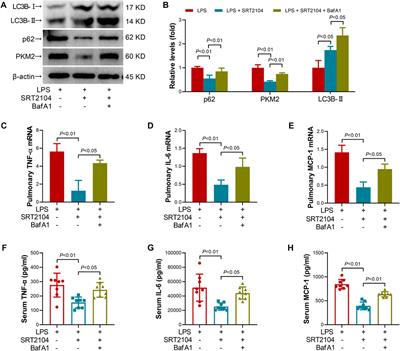 Sirtuin 1 activator alleviated lethal inflammatory injury via promotion of autophagic degradation of pyruvate kinase M2